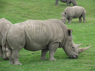 Obraz premium african rhino