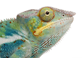 Obraz premium Young Chameleon Furcifer Pardalis - Ankify (8 miesięcy)
