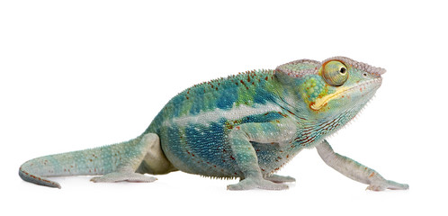 Naklejka premium Young Chameleon Furcifer Pardalis - Ankify (8 miesięcy)