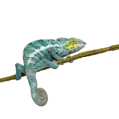 Naklejka premium Chameleon Furcifer Pardalis - Nosy Faly (18 months)