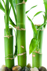 Fototapeta na wymiar Lucky bamboo
