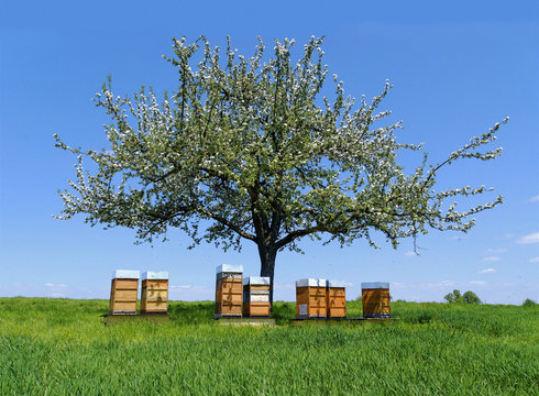 Bienenv&ouml;lker im Fr&uuml;hjahr