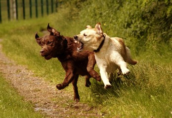 Attaque de chien