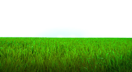 Obraz premium Gras