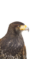 eagle hawk predatory bird