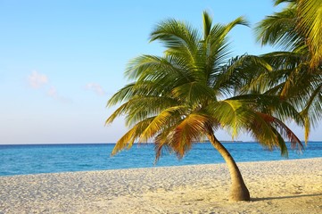 Obraz na płótnie Canvas Palmtree jest na tropikalnej plaży