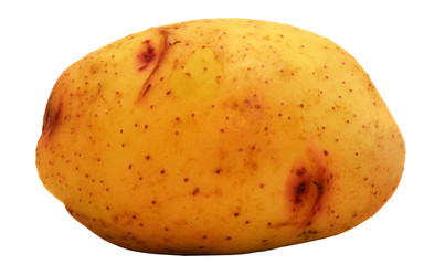 potato on a white background