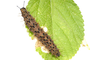 Caterpillar