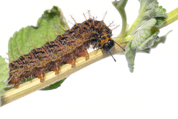 Caterpillar