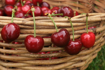 Cherries hanging