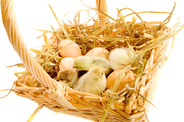 Brown eggs and bantam chicks in basket