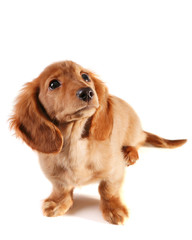 Bewildered looking dachshund puppy