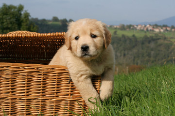 chiot dans panier