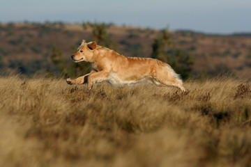 chien en course