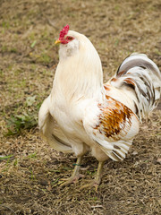Colorful Hen