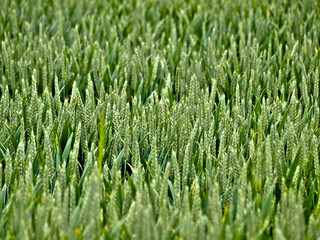 Fototapeta na wymiar Young wheat field