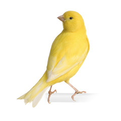 Yellow canary - Serinus canaria on its perch