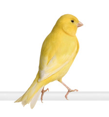 Yellow canary - Serinus canaria on its perch - obrazy, fototapety, plakaty
