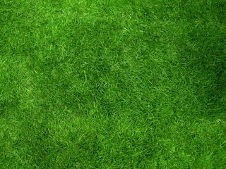 Gordijnen grasveld © pandore
