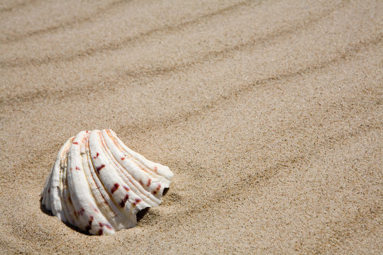 shell on beach