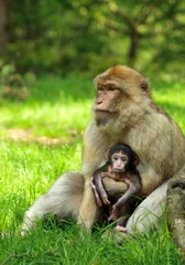 Crédence de cuisine en verre imprimé Singe bébé singe macaque en sécurité avec sa mère