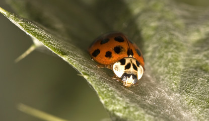 coccinelle