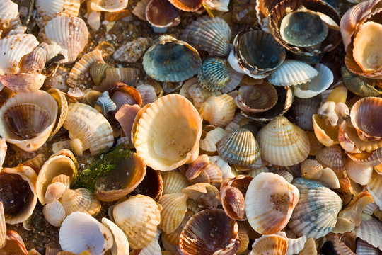 Sea-Shell Images – Browse 511,909 Stock Photos, Vectors, and Video ...