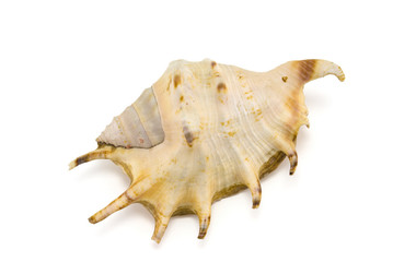 Mollusk shell