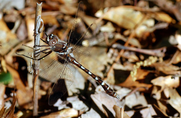 Club Tail Dragon Fly