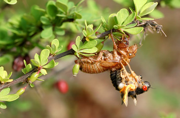 Emerging Cicada