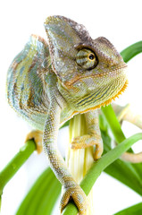 Chameleon on flower.