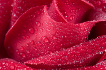 fresh red Rose macro/ background