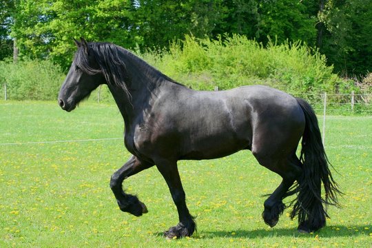 Friese