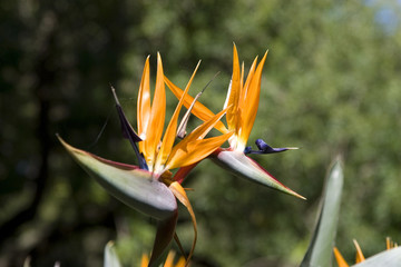 Orange tropical flowers
