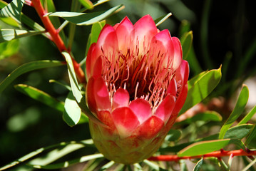 protea in Botanical Garden Kirstenbosch in Cape Town