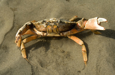 Krabbe