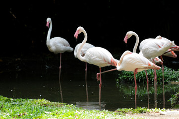 Great Flamingo