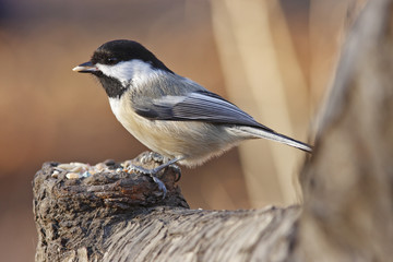Black-capped chickodee