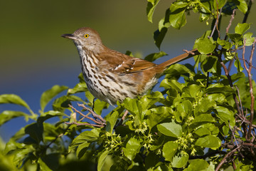 Brown Thrasher (toxostoma refum) 