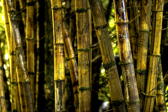 Carved in bamboo grove - Powered by Adobe