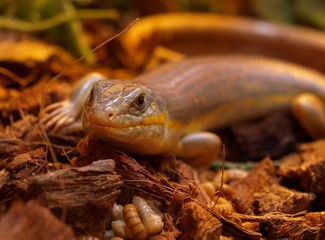 Skink