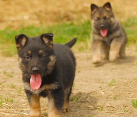 german shepherd