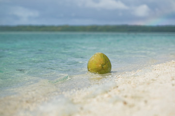 Coconut on a deserted beach