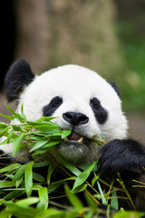 Fototapeta premium Panda Bear Eating