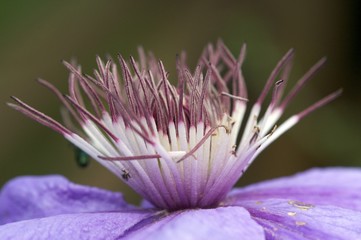 Obraz premium Macro Flower