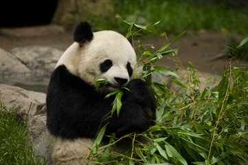 Panda Bear Eating