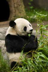 Naklejka na ściany i meble Panda Bear Eating