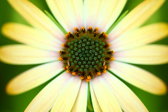 Stunning Image of a Yellow Daidy With Extreme Depth of Field