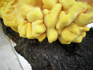yellow fungus