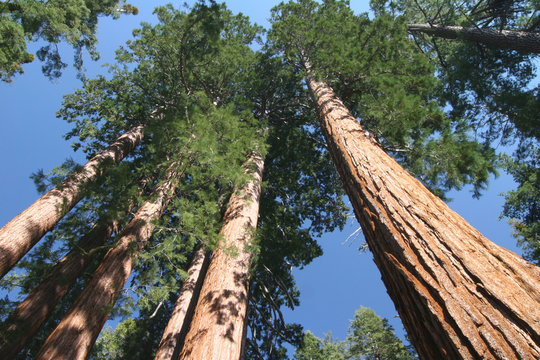 Sequoia Sempervirens